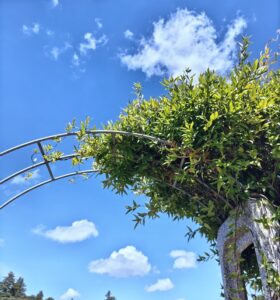 埼玉県川越市　結婚相談所　スミレクラブ　婚活セミナー講師