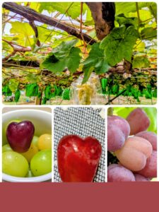 秩父恋活イベント 埼玉県川越市結婚相談所スミレクラブ